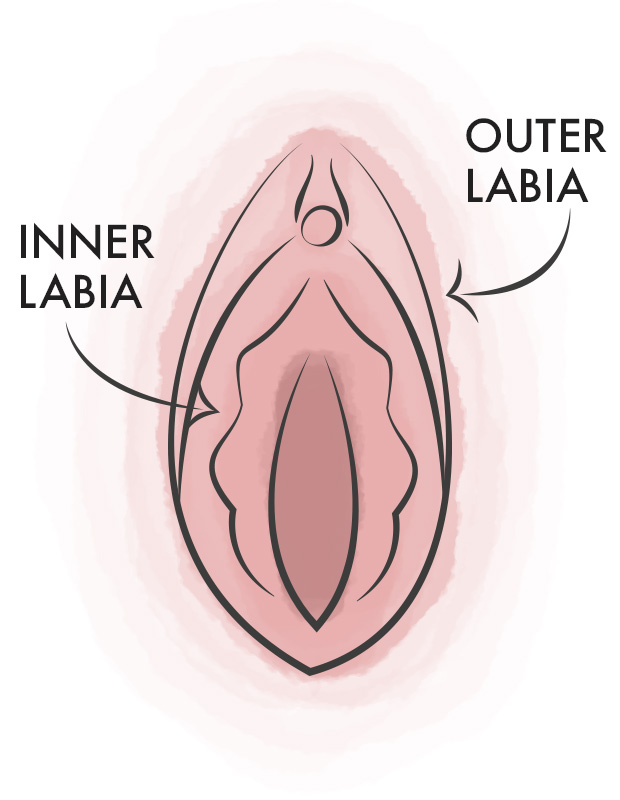 Illustration of Vulva arrows detailing inner and outer labia