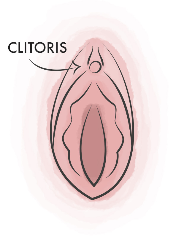 Illustration of a vulva and arrow detailing the clitoris